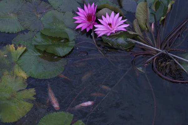 Goldfish Pond Lotus Flower — Stock Photo, Image