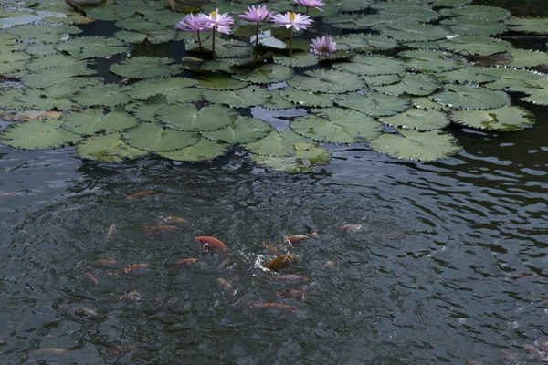 池蓮の花の金魚 — ストック写真