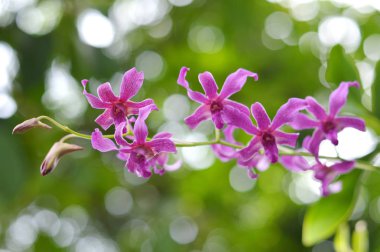 Doğal dendrobium orkide