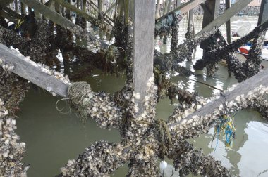 Yosun kabukları ile Pole dock köprü