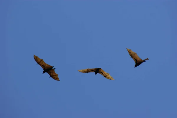 Τρεις Ιπτάμενες Νυχτερίδες Εναντίον Του Γαλάζιου Ουρανού — Φωτογραφία Αρχείου