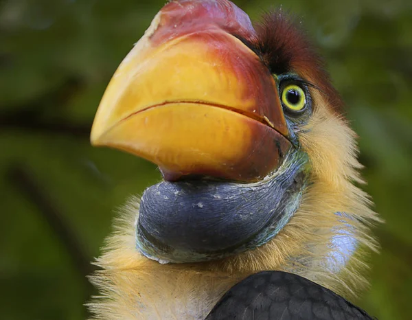 Rangkong Bird Hornbill Een Soort Vogel Sulawesi Indonesia — Stockfoto