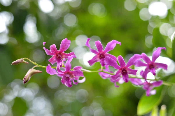 Orchidea Dendrobium Naturalne — Zdjęcie stockowe
