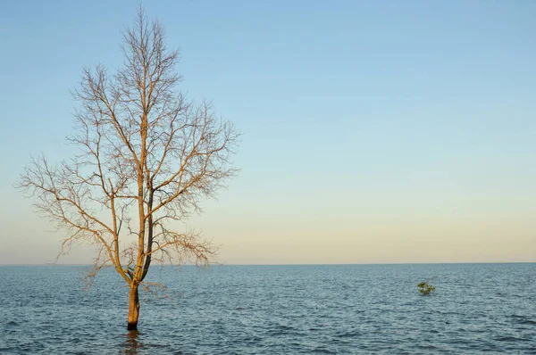 Мангровое Дерево Краю Моря — стоковое фото