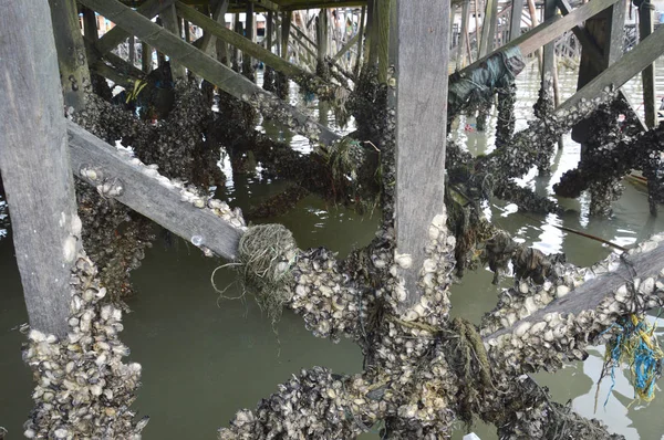 苔の貝が付いている棒のドック橋 — ストック写真