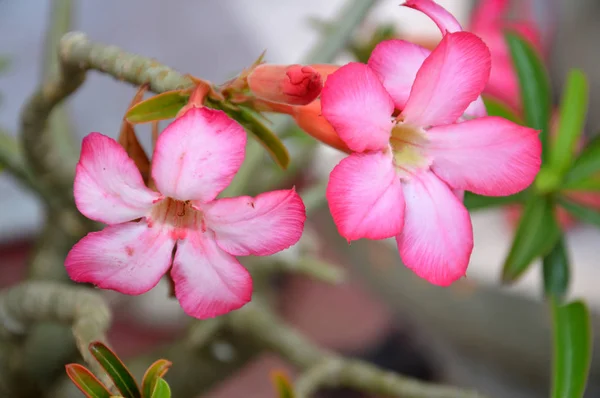 Frangipani Flowers Garden — Stock Photo, Image