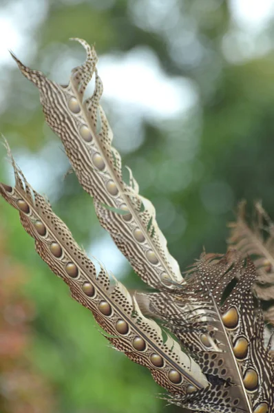 Ruai Bird Feathers Ruai Bird Still Bunch Hornbill Its Feathers — Stock Photo, Image