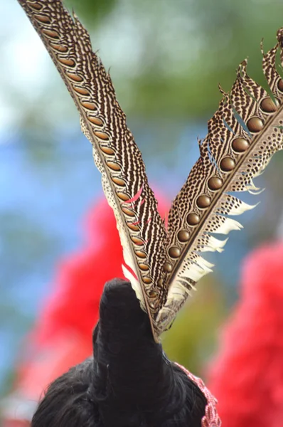 Ruai Bird feathers, Ruai bird is Still a bunch with a hornbill, Its feathers are worn as accessories by dayak female dancers