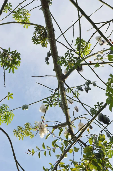 Del Silk Floss Träd Agaibst Blå Himlen — Stockfoto
