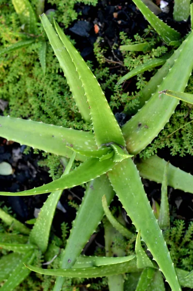 Die Grüne Aloe Vera Pflanze — Stockfoto