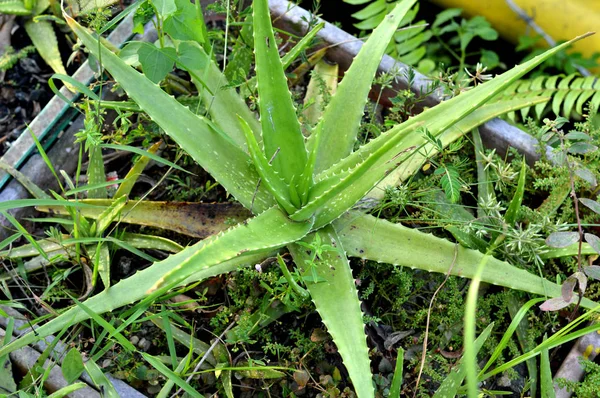 Green Aloe Vera Plant — Stock Photo, Image