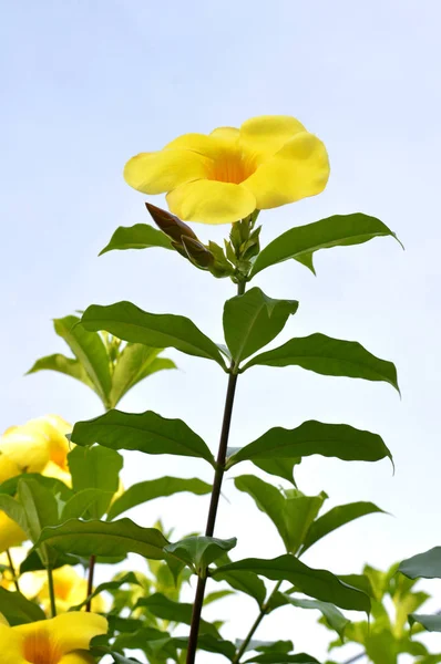 Flor de trompeta —  Fotos de Stock