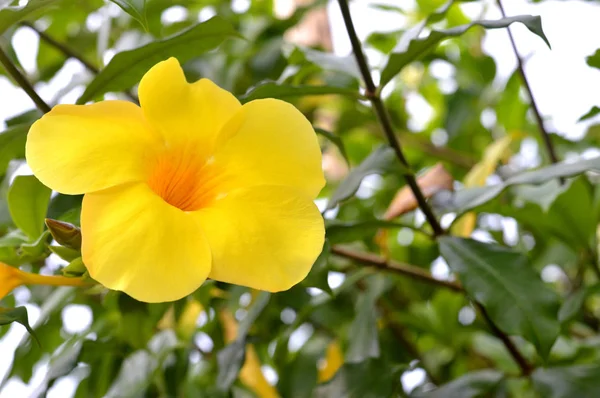 Flor de trompete — Fotografia de Stock