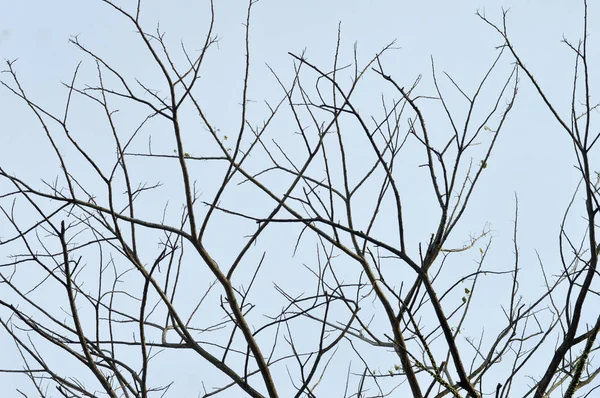 Сушеные Ветви Большом Дереве Голубым Небом — стоковое фото