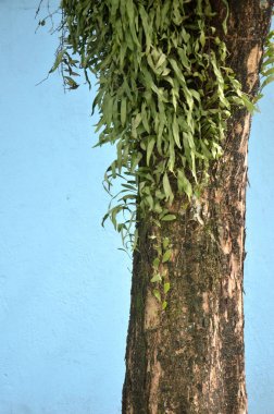 mavi arka plan üzerinde büyük ağaç