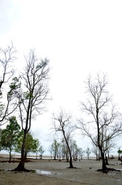 Deniz kenarında bir mangrov ağaç