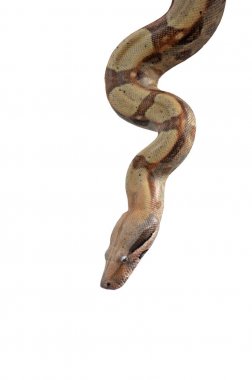 fiton yılan, baş çekimi ve seçici odak