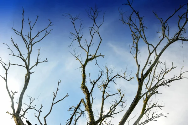 Gökyüzüne Karşı Ağaç Dalı — Stok fotoğraf