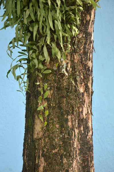 Árbol Grande Sobre Fondo Azul —  Fotos de Stock