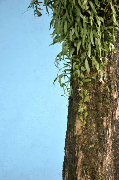 青い背景に大きな木 — ストック写真