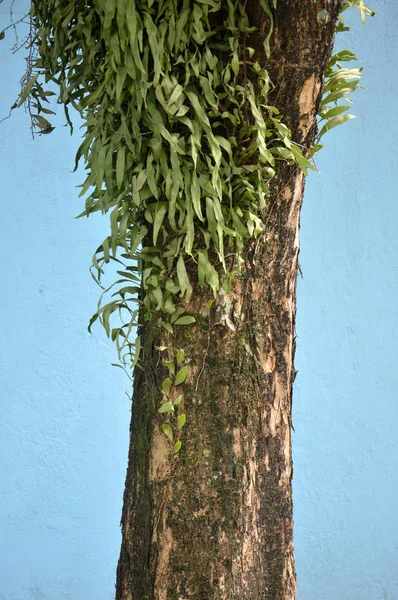 Stort Träd Blå Bakgrund — Stockfoto