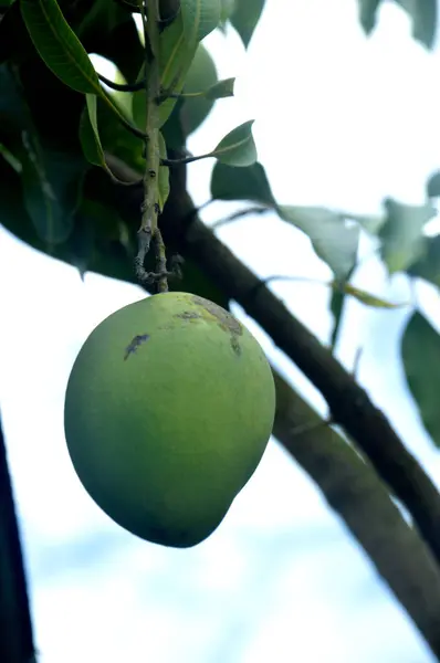 Frutto Verde Del Mango Nell Albero — Foto Stock