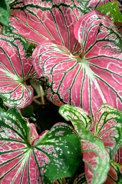 Bonito Caládio Planta Jardim — Fotografia de Stock