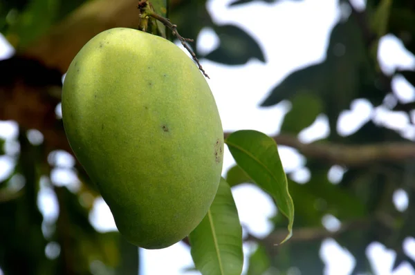 Groen Mangofruit Boom — Stockfoto