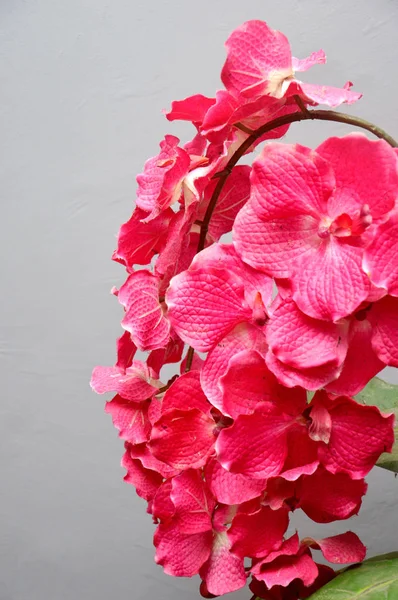 Orquídea Plástica Falsa Dendrobium Sobre Fondo Gris —  Fotos de Stock