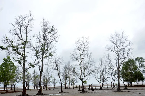 Mangrove Träd Utkanten Havet — Stockfoto