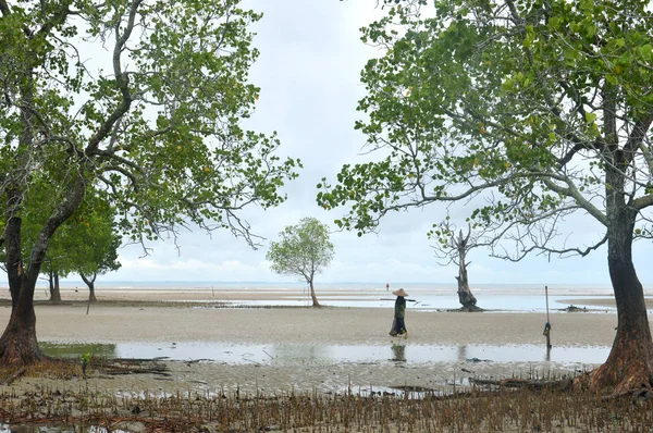 Ein Mangrovenbaum Rande Des Meeres — Stockfoto