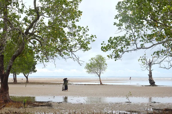 Ein Mangrovenbaum Rande Des Meeres — Stockfoto