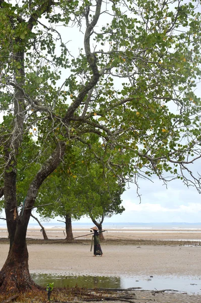 Mangrove Tree Edge Sea — Stock Photo, Image