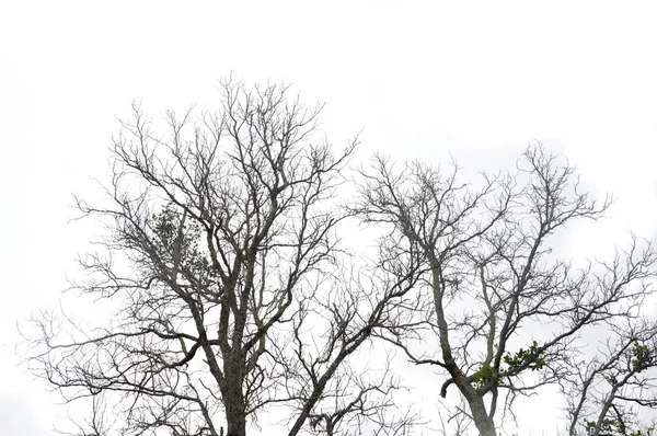 Árbol Manglar Seco Contra Cielo Blanco — Foto de Stock