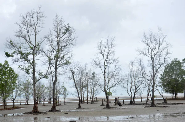 Deniz Kenarında Bir Mangrov Ağaç — Stok fotoğraf