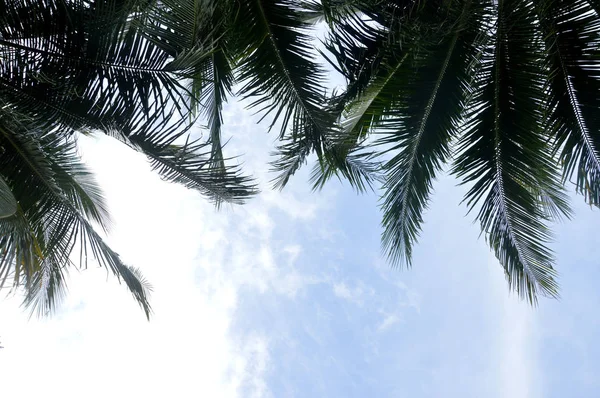 Kokos Träd Kring Frågor Blue Sky — Stockfoto