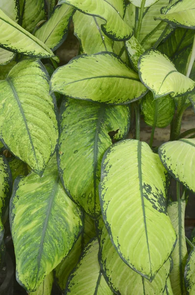 Folhas Verdes Textura Fundo — Fotografia de Stock