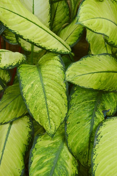 Grüne Blätter Textur Hintergrund — Stockfoto