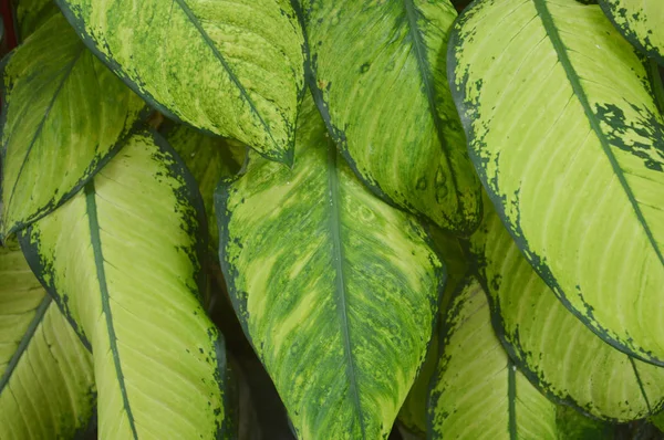 Folhas Verdes Textura Fundo — Fotografia de Stock