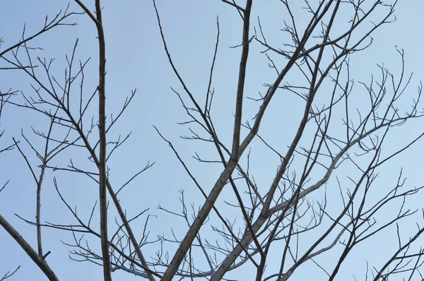 Гілка Дерева Фоні Неба — стокове фото