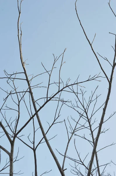 Träd Gren Mot Himlen — Stockfoto