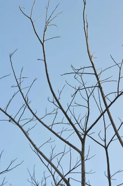 Ramo Albero Contro Cielo — Foto Stock