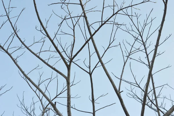 Гілка Дерева Фоні Неба — стокове фото