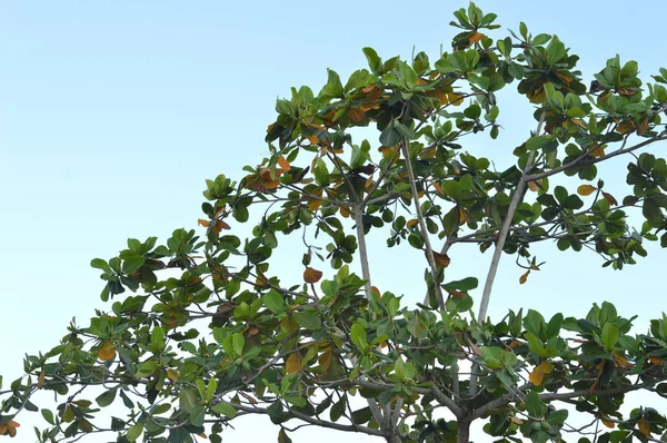 Terminalia Catappa Tree Sjy — Stock Photo, Image