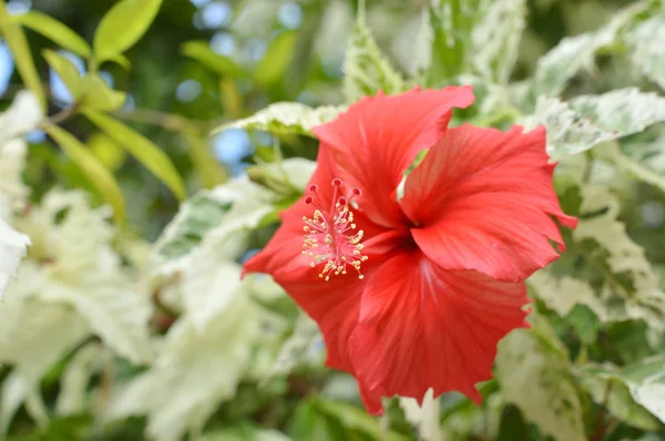 美しい赤いハイビスカスの花 — ストック写真