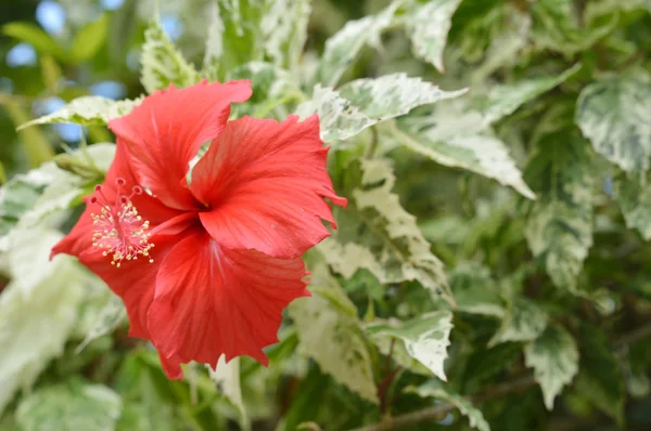 Όμορφο Κόκκινο Λουλούδι Ιβίσκος — Φωτογραφία Αρχείου