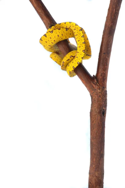 Little Yellow Phyton Snake Twig Isolated White Background — Stock Photo, Image