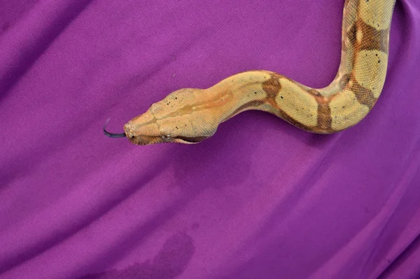 紫色の布にフィトン蛇 — ストック写真