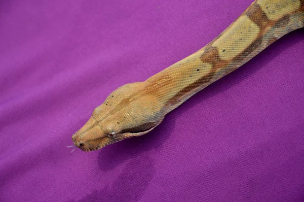 Phyton Snake Purple Cloth — Stock Photo, Image