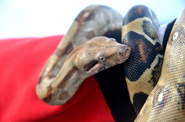 Phyton Snake Head Shoot Selective Focus — Stock Photo, Image